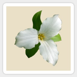 White Trillium Sticker